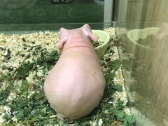 -藦茜花园宠物主题亲子互动体验馆(国顺东路店)