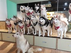-Husky Go! 哈士奇体验馆·宠物咖啡厅狗咖