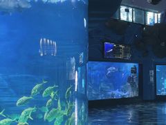 -烟台海昌鲸鲨海洋公园