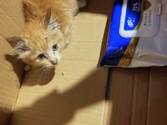 -艾吉宠物医院·疑难杂症转诊中心·猫友好(碧江路院)