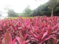 -南国桃园旅游度假区