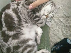 -猫咪博物馆(顶澳仔猫街店)