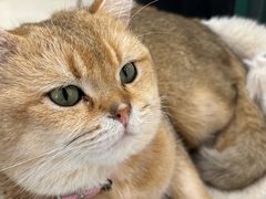 -共舞时光猫咖·狗咖(新街口店)