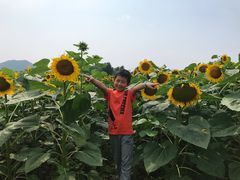-北京东方普罗旺斯薰衣草庄园