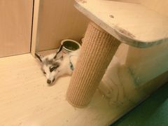 -藦茜花园宠物主题亲子互动体验馆(国顺东路店)