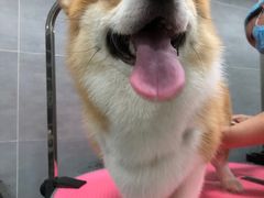 -宠福鑫康馨动物医院·骨科·眼科