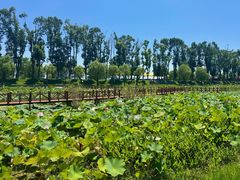 -洪湖生态旅游区