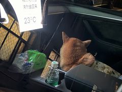 -爪吧宠物乐园 (温榆河示范区店)