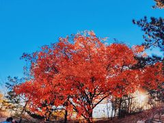 -北宫国家森林公园