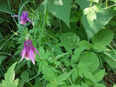 -白草畔自然风景区