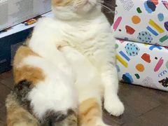 -Bastet sally猫舍购宠(静安店)