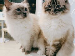 -喵的天空名猫咖啡馆·撸猫·猫舍·用品