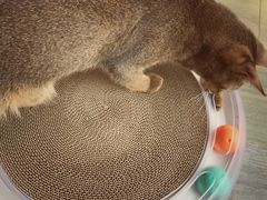-猫大福·Fortune Cat猫舍(百子湾店)