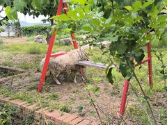 -丽泽山庄·生态怀柔菜·虹鳟鱼(红螺寺店)
