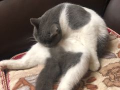 -lincat·猫舍(广州店)