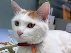 -纳吉亚猫专科动物诊疗中心(蒋宅口分院)