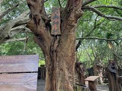 -海口火山口国家地质公园