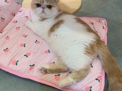 -滚猫咖啡·猫咖·猫友好撸猫(未来城店)