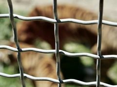 -新疆天山野生动物园