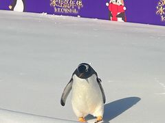 -沈阳奥体冰雪嘉年华