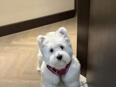-萌宠之家·腊肠犬·马尔泰·小体犬舍