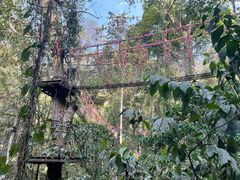 -西双版纳原始森林公园