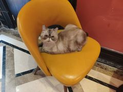 -猫色咖啡·猫咖