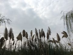 -白鹭湾湿地公园