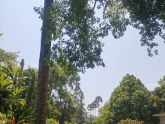 -中国科学院西双版纳热带植物园