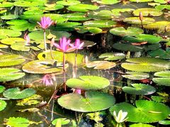-中国科学院西双版纳热带植物园