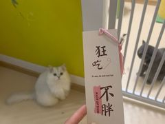 -猫在这儿猫咪咖啡馆·撸猫馆