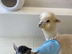 -怪兽屋·羊驼·猫咖·狗咖(俊华广场店)