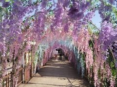 -呀路古热带植物园