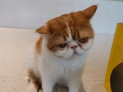 -飞行喵MR PILOT|猫舍·猫咖(静安大融城店)