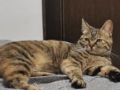 -瑞鹏宠物医院·爱宠堂·骨外专科(西荷分院)