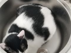 -伟伟宠物医院·瑞派猫友好医院·猫科(光谷店)
