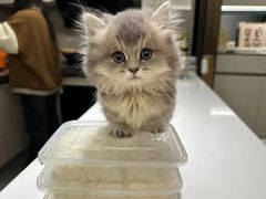 -欣宠猫屋·矮脚拿破仑·蓝金金渐层