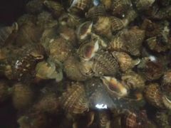 -青岛沙子口国家中心渔港