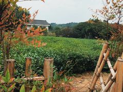 -中国茶叶博物馆(双峰馆区)