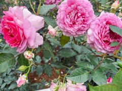 -人民公园(罗湖区)