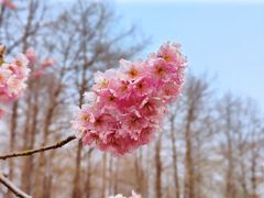 -顾村公园