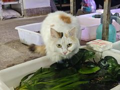 -双季花艺园艺市场(浦东店)