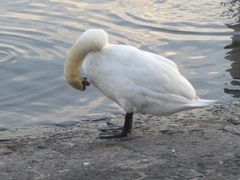 湖边天鹅-卢塞恩湖