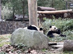 -都江堰中华大熊猫苑