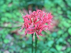 -上海滨江森林公园