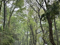 -岳麓山风景名胜区