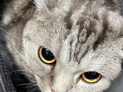 -瑞派宠物医院·犬猫全科·猫友好(宾水西道店)