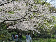 -西湖外事游船(花港观鱼码头)
