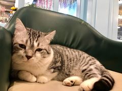 -遇见羊驼·奶狗咖·布偶猫咖·法斗柯基柴犬阿拉斯加(春熙路太古里IFS店)