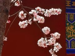 -桃花堤公园
